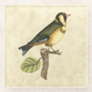 Buscar pájaros posavasos Rama