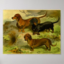Buscar dachshunds posters Marrón