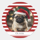 Buscar puño rojo pegatinas Perro