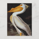 Buscar audubon postales Pájaros de américa