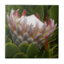 Buscar foto de la flor azulejos Naturaleza