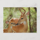 Buscar bambi postales Animales