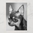 Buscar amo chihuahuas tarjetas Amor