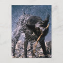 Buscar perro animal postales Fotografía