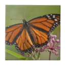 Buscar macho azulejos Danita delimont