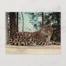 Buscar jaguar postales Gato grande