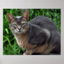 Buscar clínica veterinaria posters Para todos