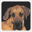 Buscar great dane pegatinas Perrito