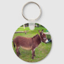 Buscar burro miniatura Mula