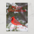 Buscar cardinalidae tarjetas Días de fiesta