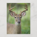 Buscar odocoileus postales Animal