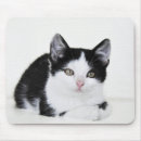 Buscar black cat alfombrillas de raton Animal