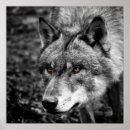 Buscar lobo blanco negro posters Salvaje