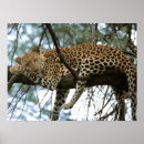 Buscar grandes felinos posters Gato salvaje