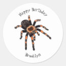 Buscar tarantula pegatinas Insecto