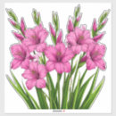 Buscar gladiola pegatinas Gladiolo