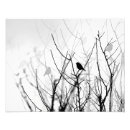 Buscar pájaros arte Monocromo