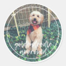 Buscar goldendoodle Perros