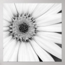 Buscar margarita africana posters Floral