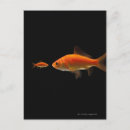 Buscar conflictos postales Animales