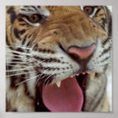 Buscar tigre siberiano arte Animal