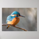 Buscar martín pescador posters Animales
