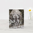 Buscar bisonte tarjetas Yellowstone