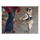 Buscar acrobático posters Adorable