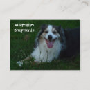 Buscar pastor tarjetas de visita Australiano