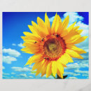 Buscar girasoles flyers Verano