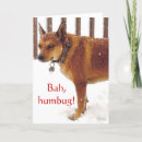 Buscar cattle tarjetas Perro