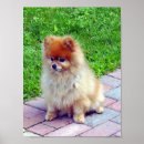 Buscar pomeranian arte Poms