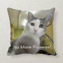 Buscar imagen del gato cojines Felino