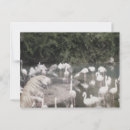 Buscar flamingos postales Amigos