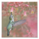 Buscar néctar fotografía Colibríes