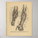 Buscar brazo humano posters Anatomía