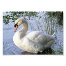 Buscar cisnes salvajes posters Cisne mudo
