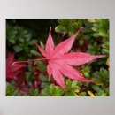 Buscar arce japonés posters Fotografía