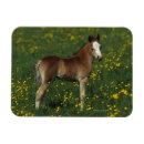 Buscar ecuestre imanes Inmoralidad