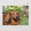 Buscar enanos y un perro postales Foto