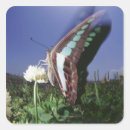 Buscar partes del cuerpo pegatinas Vida silvestre