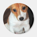 Buscar enchufe russell imanes Perro