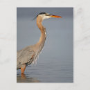 Buscar perfil postales Animales