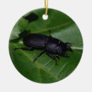 Buscar escarabajos adornos 4 º bicho