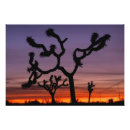 Buscar crepúsculo fotografía Silueta