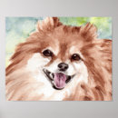 Buscar pomerania posters Animales