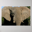 Buscar elefante africano posters Colmillos
