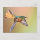 Buscar colibríes coloridos postales Para todos