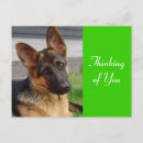 Buscar alemán postales Cachorro