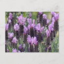 Buscar flores de la lavanda postales Paisaje
